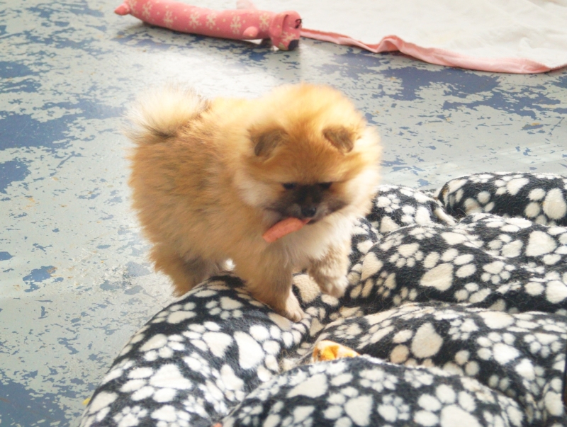 JACK.  Orange Sable CKC Registered Pomeranian. Male - photo 4